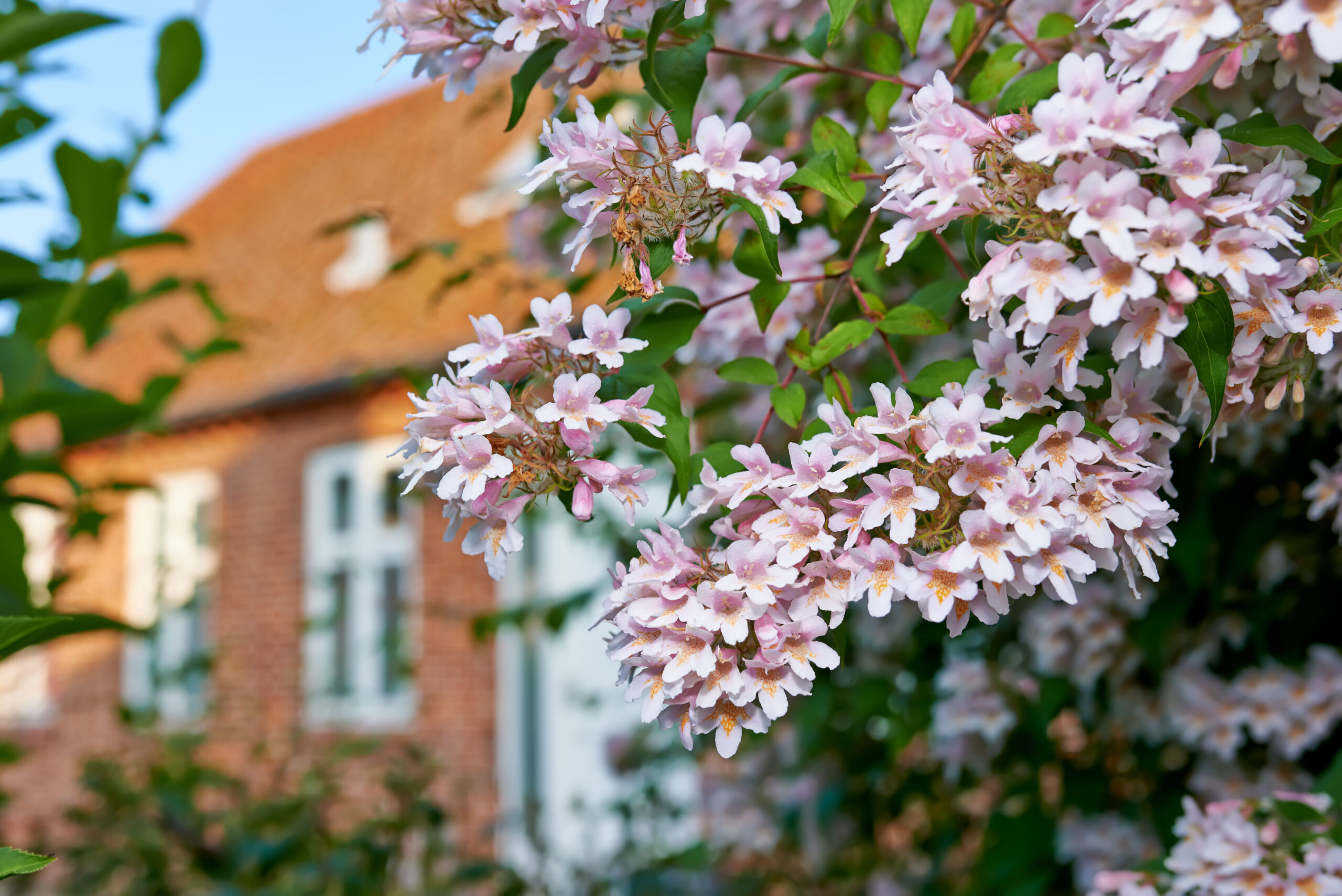 springtime house